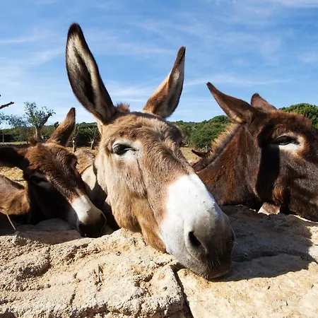 Isa - With Swimming Pool A Few Minutes From Alghero 3*