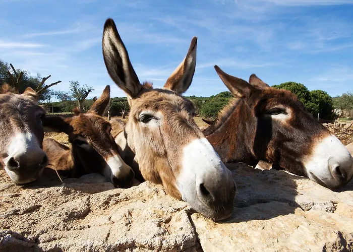 Isa - With Swimming Pool A Few Minutes From Alghero 3*